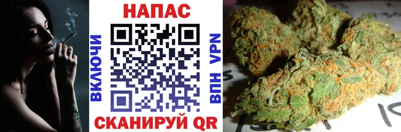 Конопля OG Kush Мураши